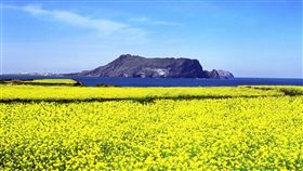 春遊濟州正是時候！3/28起台灣虎航100分鐘輕鬆直飛業配用