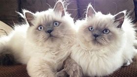 貓,喵,萌,寵物,毛孩,愛上毛們
(圖片來源:ig@bonnienclydekitties)