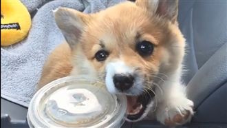 柯基賣萌討吃不成　頭塞洞好可憐TT