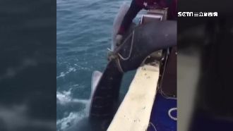 豆腐鯊受困漁網　佛心老闆下令放生