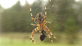 蜘蛛

https://www.flickr.com/photos/tweek/877879/in/photolist-5uXR-gUEpBf-pe4KwE-cxcifb-8BbzH4-5pgYFH-fJqTGY-7cYAxN-3CWhk-tWSrT-5qn6Rb-fk2ppv-8e6qW-ivXXB-fQnV44-rTkVv-2gmxVj-7cYA6G-otMUzA-5HjDTB-fRXJpi-