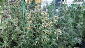 台北市毒品查緝中心分析後發現，學生族群以高中職染毒比例最高，而且集中在其中10所學校（楊忠翰攝）