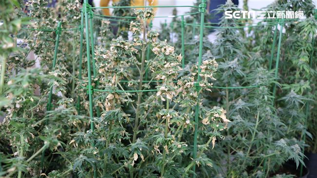 北市警查校園染毒　十大高中職成熱區