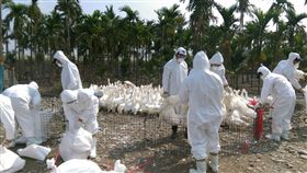 屏東鴨場染禽流感　撲殺逾萬隻鴨（2）
屏東鹽埔鄉1處肉鴨場被檢出染H5N2亞型高病原性禽流
感，屏東家畜疾病防治所21日前往撲殺約1萬2000隻肉
鴨。
（屏東縣政府提供）