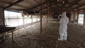 台南市學甲區2處鴨場準備上市的鴨隻，經上市前採樣
監測機制，驗出H5N 2亞型高病原性禽流感病毒，雖然
鴨隻外觀無明顯症狀，21日仍由台南市動保處完成3758
隻撲殺及場內消毒作業。
（台南市動保處提供）