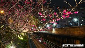 內湖樂活公園櫻花。（圖／公園處提供）