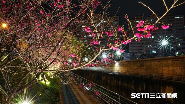 越夜越美麗　內湖也有櫻花步道