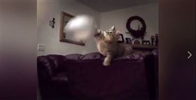 貓咪、氣球、丟球遊戲。（圖／翻攝自America's Funniest Home Videos 臉書）