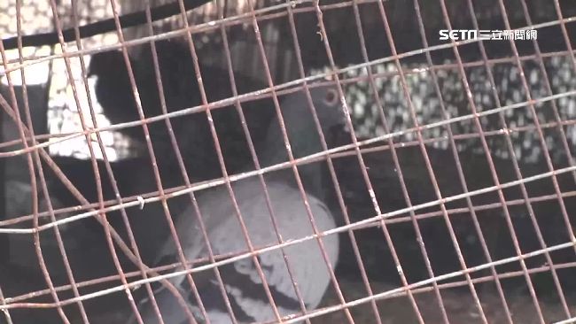 雲林火雞場染流感　撲殺1811隻