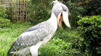 口感怪怪！這大鳥誤食雜草竟迷倒網友