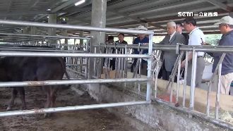 擎天崗有19隻！李登輝圓「和牛夢」