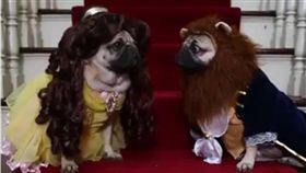 巴哥,狗狗,毛小孩,汪星人,美女與野獸,Doug The Pug　圖／翻攝自Doug The Pug臉書