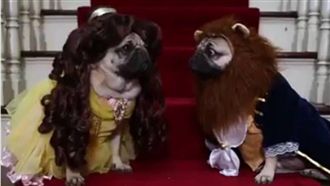 巴哥版《美女與野獸》　萌樣可愛到爆