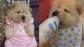 小鬆獅奶瓶喝ㄋㄟㄋㄟ　表情超滿足！