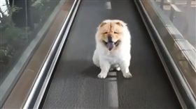 鬆獅,狗,寵物,毛孩,萌,愛上毛們
（圖片來源：ig@dogs_of_instworld)