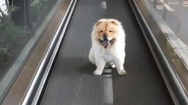 鬆獅懶得走路～站傳輸帶爽爽der
