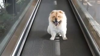 鬆獅懶得走路～站傳輸帶爽爽der