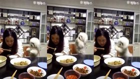比熊犬討食物不成，竟怒推主人。（圖／翻攝自阿中阿中臉書）