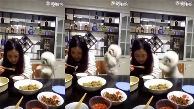 比熊犬賣萌沒人理　怒推主人肩膀洩憤