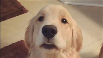 黃金討玩具碎碎唸　一秒變成兔寶寶！