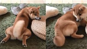 柴,屁,萌,毛孩,愛上毛們,寵物
(圖片來源:臉書@寵物日報 Pets Daily)