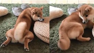 柴柴性感回眸　萌屁屁比柯基還電！