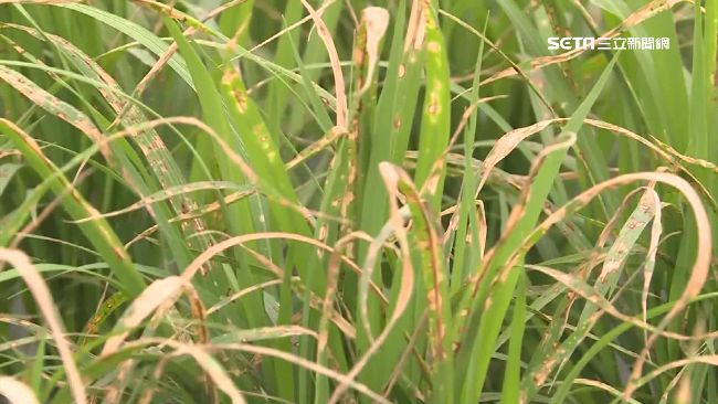 除草毒死「皇帝米」　農民怒嘆難抽穗