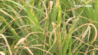 除草毒死「皇帝米」　農民怒嘆難抽穗