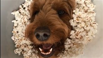 影／狗狗受傷戴頭套　主人心疼這樣做