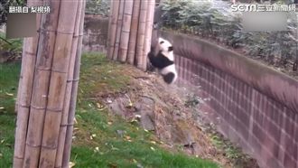 可愛熊貓又來了　摔倒撒嬌樣樣來