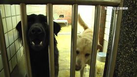 -流浪狗-動物收容所-動物之家-