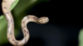 蛇
https://www.flickr.com/photos/papilioshih/10460660064/in/photolist-gWnBN1-9zztTi-gWnL9S-p4iM9Q-9zCti9-gKtmh4-9zCtmo-gWnFNN-gKspDs-gKtjPV-KRYFzq-MHpQDc-zCP3Jd-MEEXhS-LTkk1c-LTkmRr-MHpAzR-c9gtWG-8fA3h