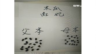 種子龍頭機密遭竊　恐衝擊台灣農業