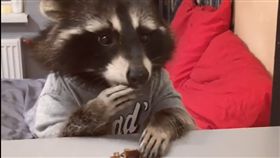 浣熊,毛孩,寵物,萌,愛上毛們,毛孩
(圖片來源:ig@raccoonfury)