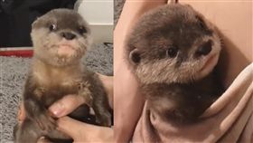 水獺,萌,毛小孩,愛上毛們,寵物
(圖片來源:IG@carteltheotter)