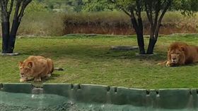 墨西哥,野生動物園,攻擊遊客,獅子,母獅,尖叫,飛撲　圖／翻攝自每日郵報