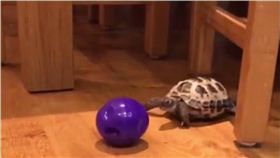 烏龜,球,狗狗,毛小孩,寵物　圖／翻攝自UNILAD臉書