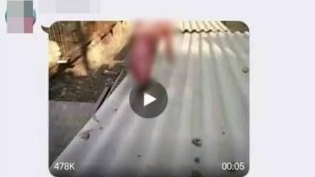 只因不想養了　男子竟將狗活活剝皮