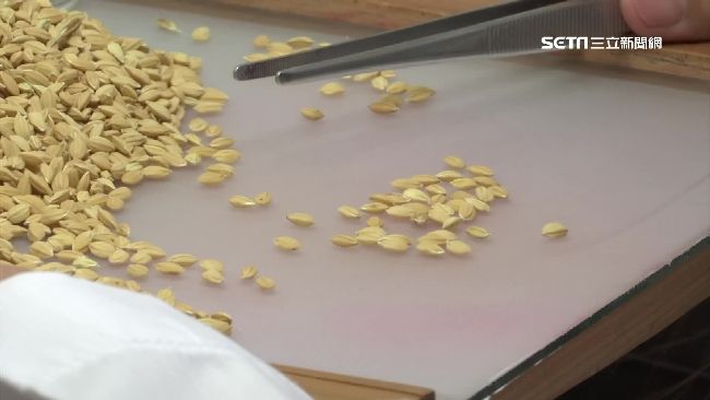 再不保種來不及　台灣餐桌陷危機