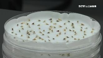 機密種子難培育　玉女蕃茄比黃金還貴