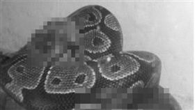 老鼠,小動物,餵食,西班牙,蟒蛇,寵物蛇,動保單位,格拉那達,進食畫面,小貓,小鳥　圖／翻攝自每日郵報