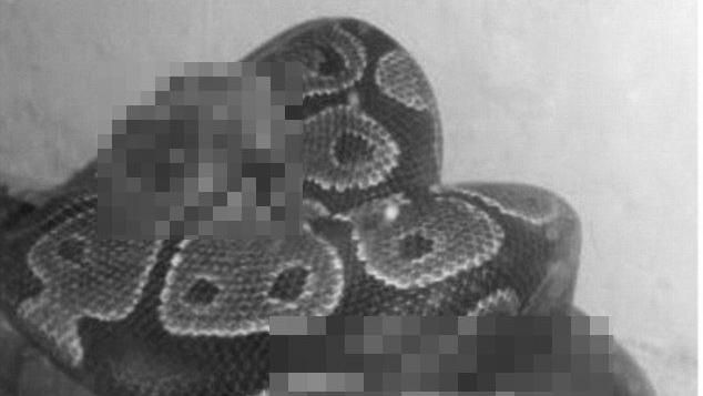 她拿「這個」餵寵物蛇！引發網友撻伐