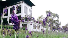 薰衣草森林臉書