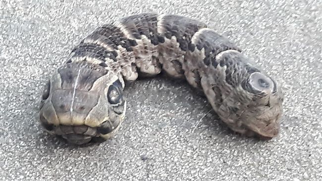這是什麼？三眼雙頭生物現身阿根廷