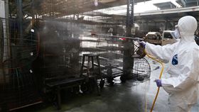 －禽流感－市場－雞－鴨－鵝－禁宰－禁運－圖／中央社