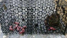 老鼠,寶寶,嬰兒,親情,母老鼠,鼠媽媽,爆廢公社,放生,坐月子,捕鼠籠,餓死　圖／翻攝自爆廢公社臉書 https://goo.gl/1Zxq6m