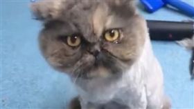 理髮師,亂剪,喵,貓,貓星人,毛髮,毛,毛皮,動物 圖／翻攝自The LAD Bible臉書影片　https://goo.gl/Pfw5ZF