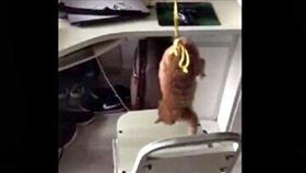 四川傳媒學院女學生寢室虐貓。（圖／翻攝自澎湃新聞微博）