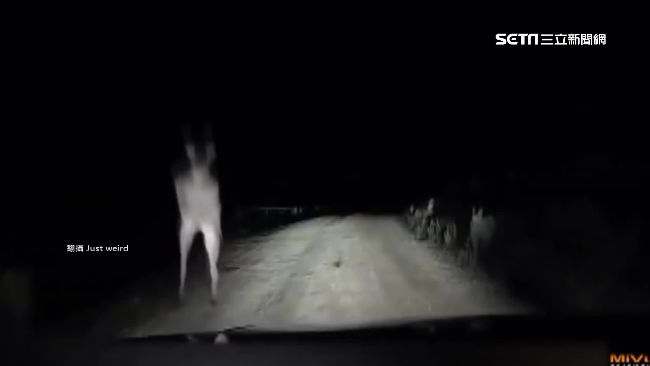 比人還兇！澳洲袋鼠「逼車」暴踹汽車