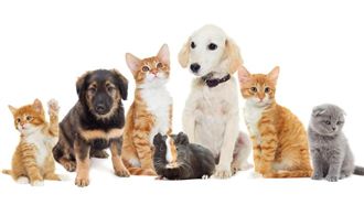 貓狗「鬧脾氣」絕食　誰倔比較久？